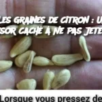 « Délices Croissants de Lune aux Noix : Une Douceur Authentique »