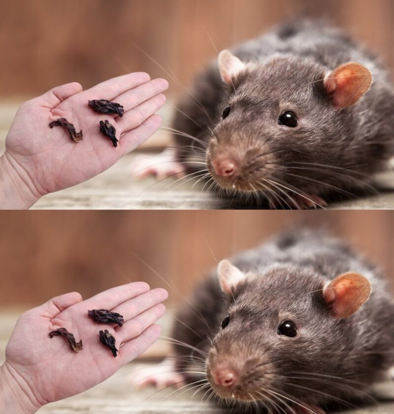 Quelques Gouttes Suffisent pour Faire Disparaître à Jamais les Souris et les Rats